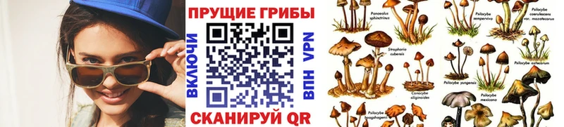 Псилоцибиновые грибы Psilocybine cubensis  Купить  Дзержинский 